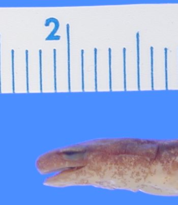 Media type: image; Herpetology A-27795